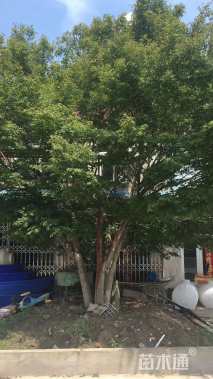 高度800厘米丛生鸡爪槭