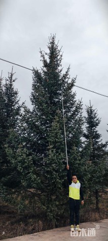 高度400厘米云杉