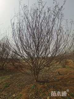 高度500厘米丛生紫薇