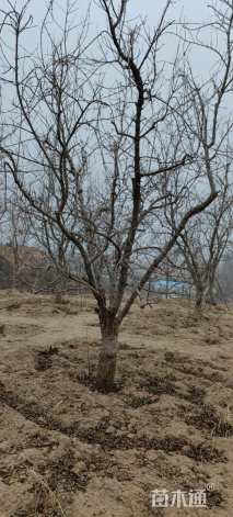 高度280厘米突尼斯软籽石榴