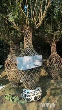 20公分紫薇花瓶