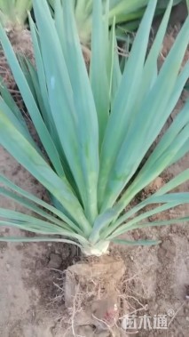 高度40厘米凤尾兰