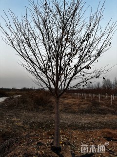 14公分染井吉野樱