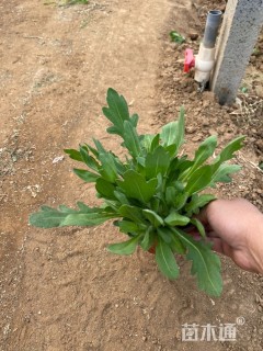 高度15厘米天人菊