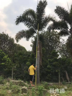 裸干高400厘米狐尾椰
