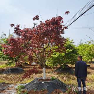 13公分中国红枫