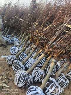 高度280厘米红叶榆叶梅