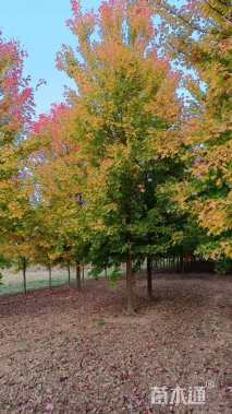 18公分美国红枫