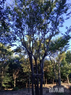 75公分丛生朴树