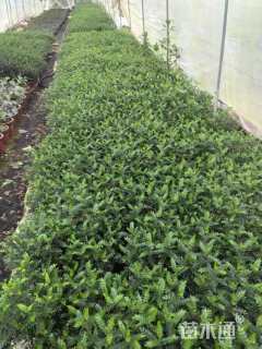 高度35厘米清香木小苗