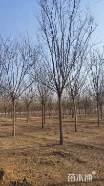 15公分国槐