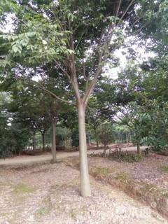 20公分榉树