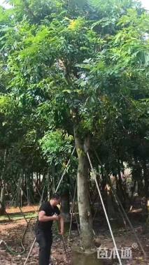 20公分桃花心木