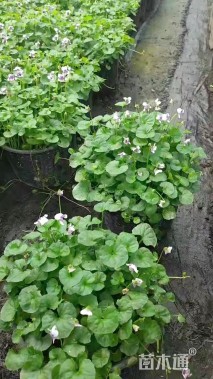 地被/花草