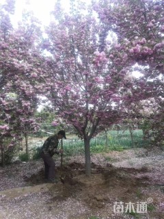 20公分日本晚樱