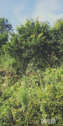 14公分小叶冬青