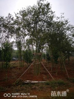 10公分丛生朴树