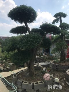 移栽苗造型对节白蜡