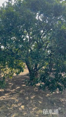 10公分(5杆)丛生香橼