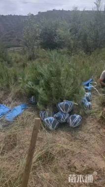 高度135厘米油松