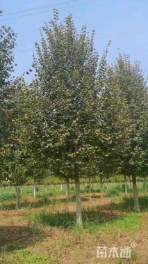 15公分欧洲小叶椴