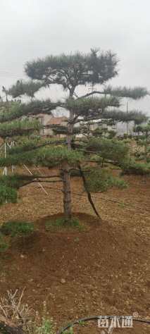 20公分造型油松