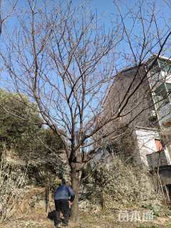 21公分染井吉野樱