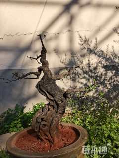 高度90厘米尖叶木樨榄