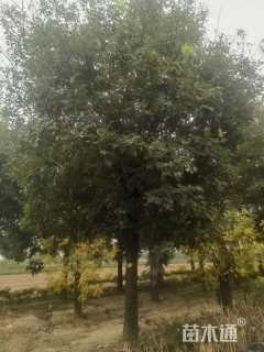 35公分国槐