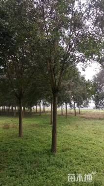 15公分大叶女贞