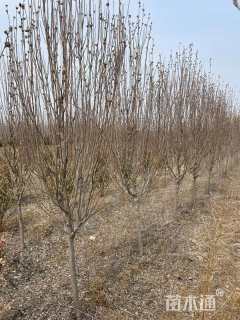 高度300厘米木槿