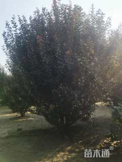 高度600厘米丛生紫叶李