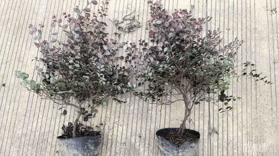 高度40厘米红花继木