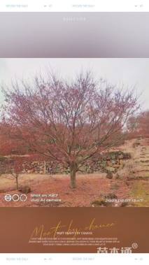 19.8公分中国红枫