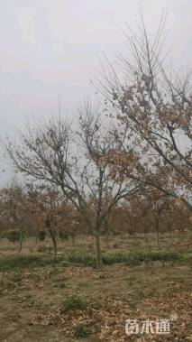 10公分日本红枫