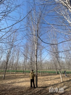 20公分美国红枫