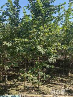 高度200厘米朴树小苗