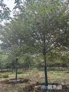 20公分榉树