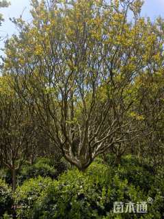 15公分四川红紫薇