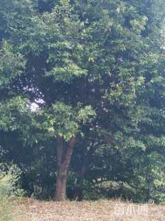 高度1200厘米含笑