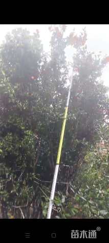 高度400厘米南丰蜜桔