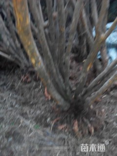 高度150厘米映山红