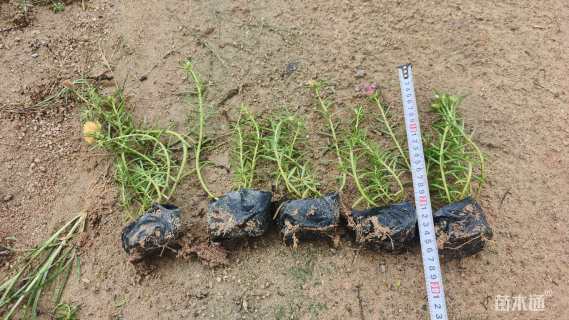 高度20厘米半支莲