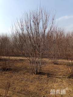 高度6000厘米丛生美国红枫