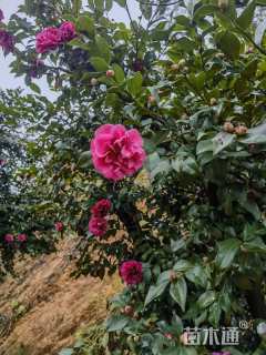 高度300厘米茶梅