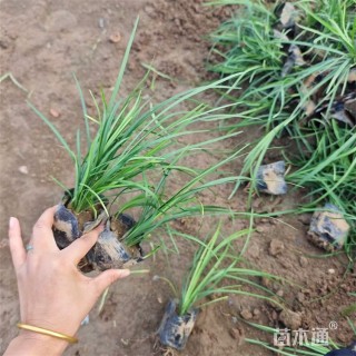 高度30厘米黑麦冬