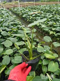 主蔓长20厘米龟背竹