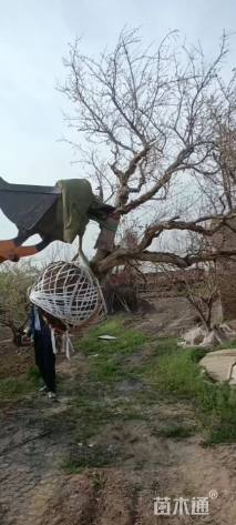 高度300厘米果石榴