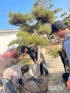 高度300厘米黑松