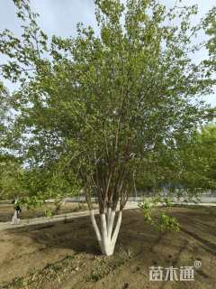 高度900厘米丛生元宝枫
